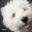 westhighlandterriers.co.uk