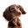 dachshund-central.com