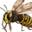 waspexterminatorleicestershire.co.uk